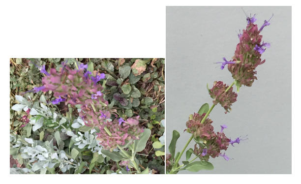 Patience in the Salvia Garden