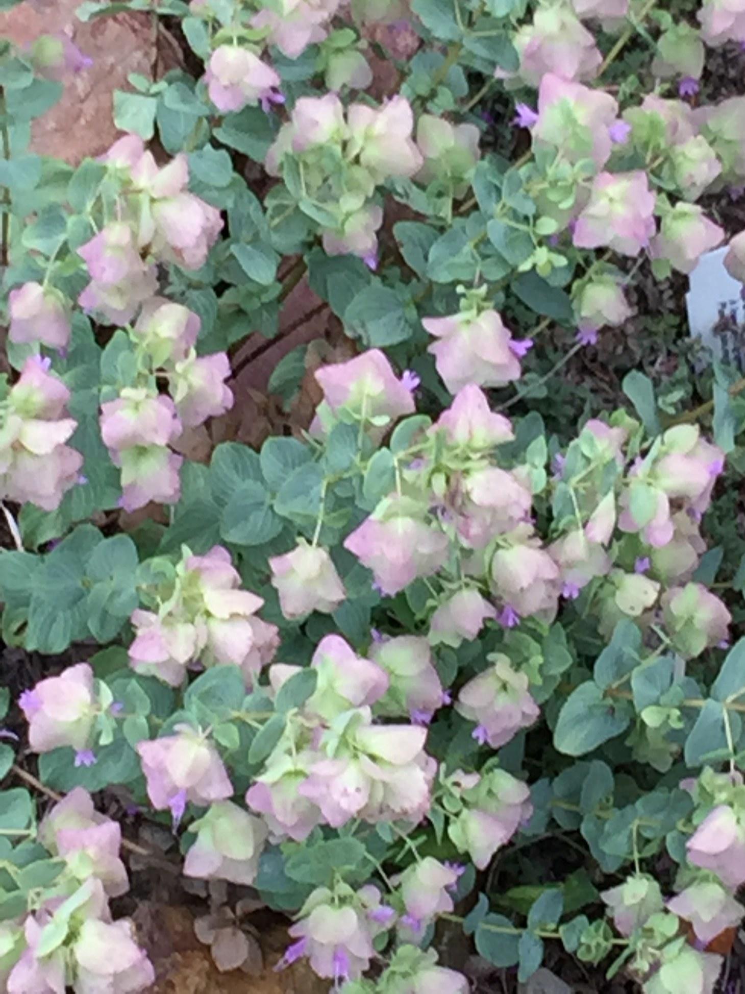 Welcome to the Mint Family Garden