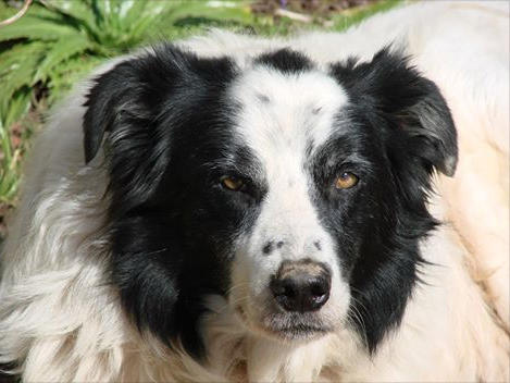 For Love of Dogged Garden Workers
