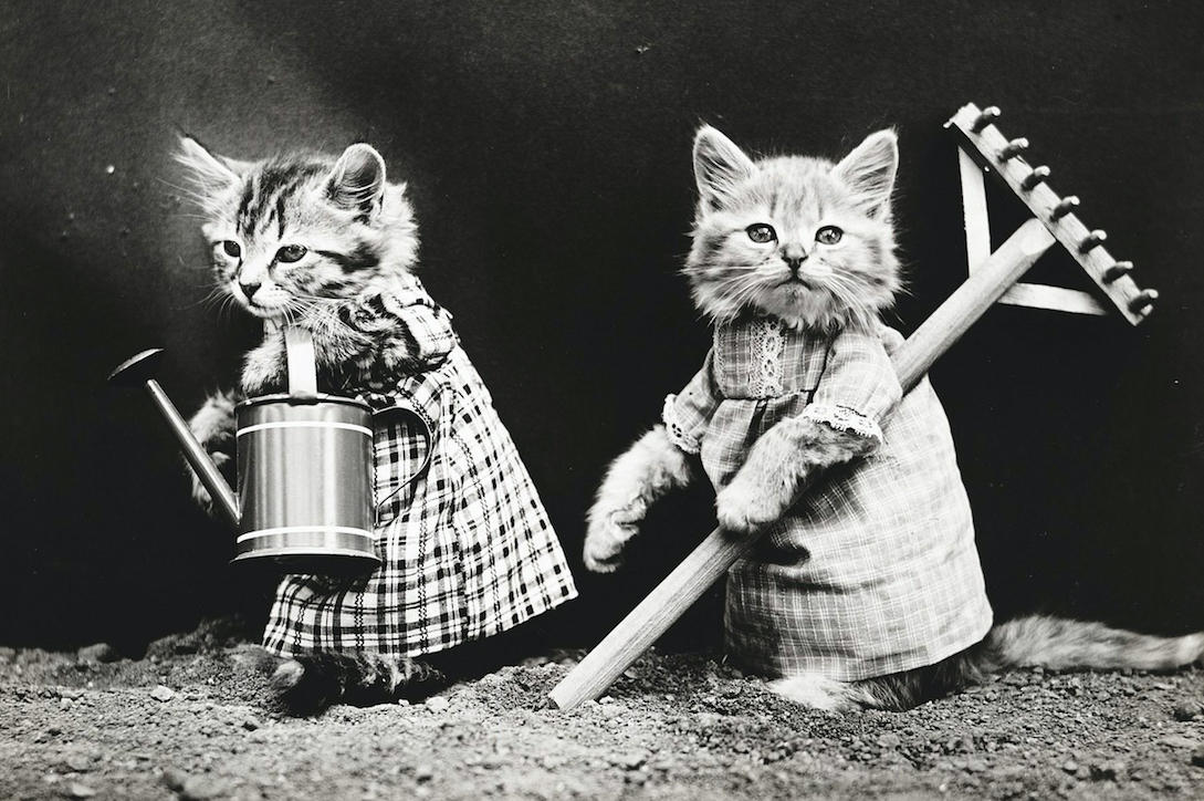 Kitten Season, Growing Season