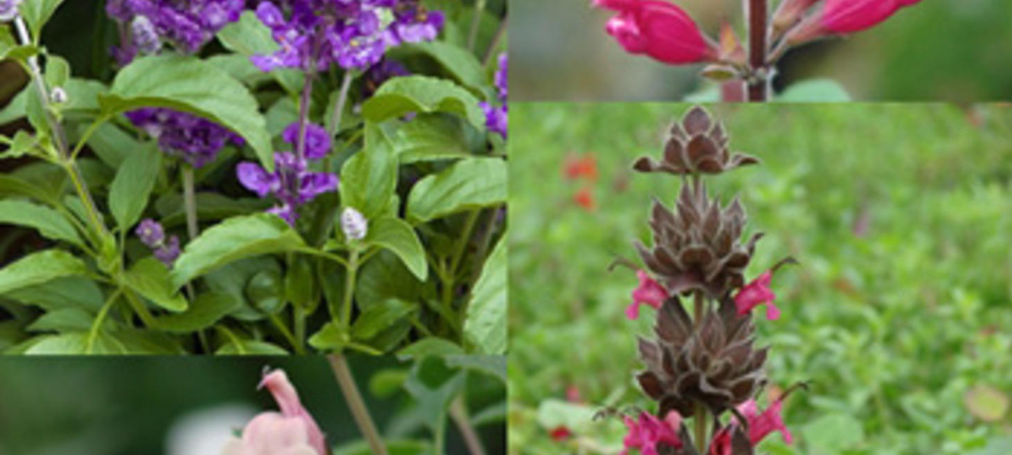 Welcome to Salvia Guru
