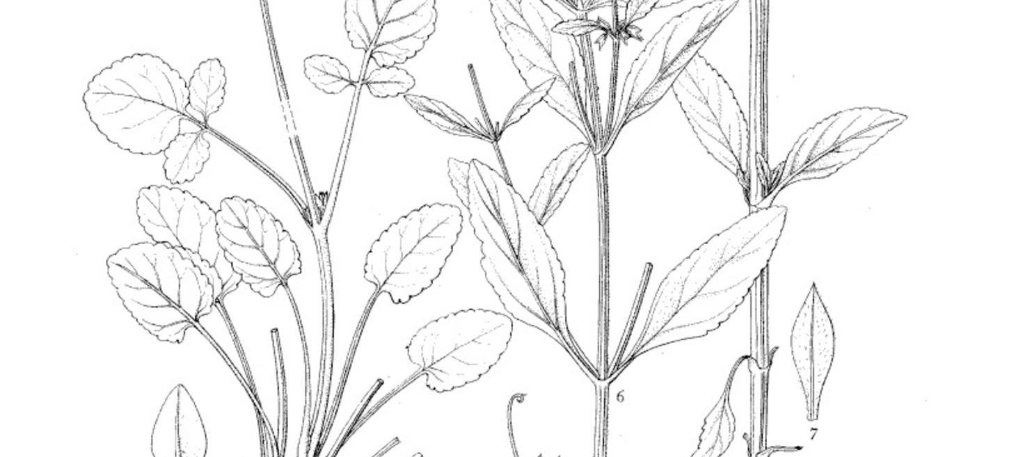 Salvia's Long History of Medical Use