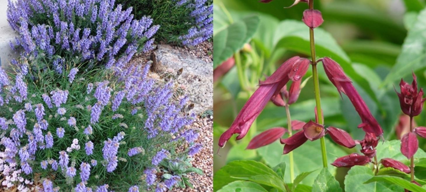 Salvias Offer Solutions for Many Types of Water Challenges
