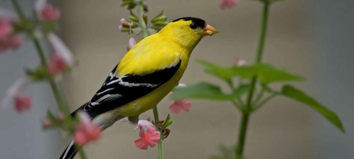 Songbirds and Fragrance in the Garden
