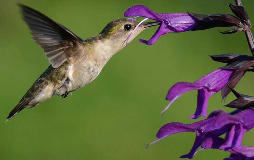 Perennials Are Wise Investments for Repeat Performances