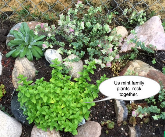 Plant Intelligence, Clever Birds & Smart Gardeners