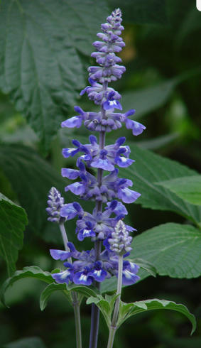Salvia Guru Heads South to the Sages of Texas