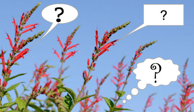 Wondering What's Ahead: Too Much or Too Little Water?