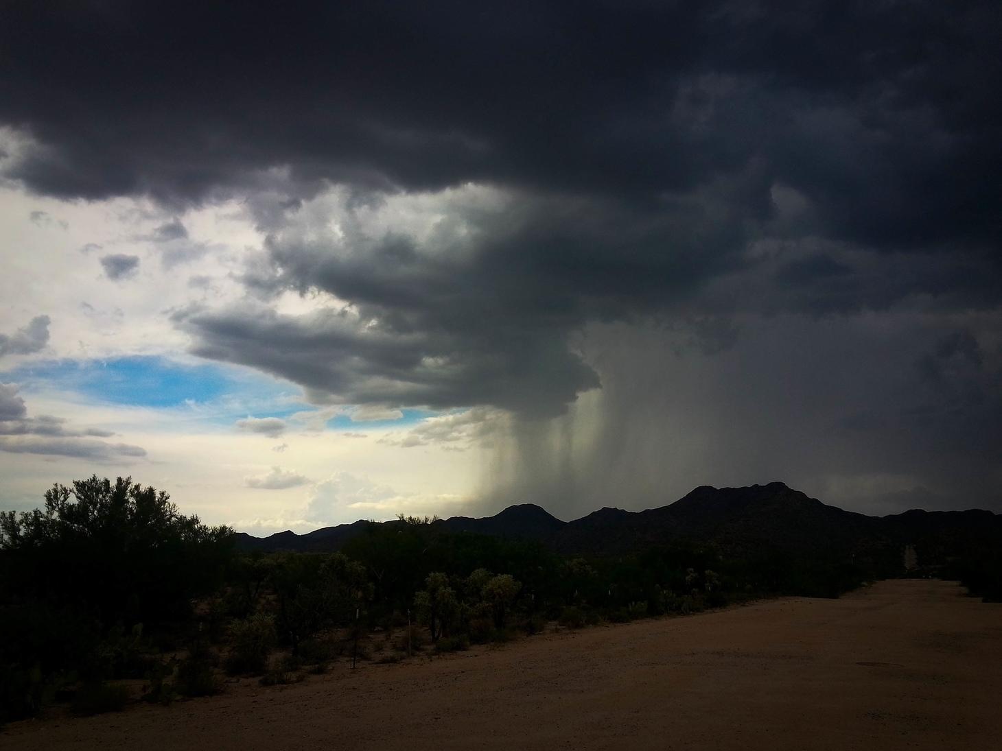 From Blooms to Pollinators in the Desert