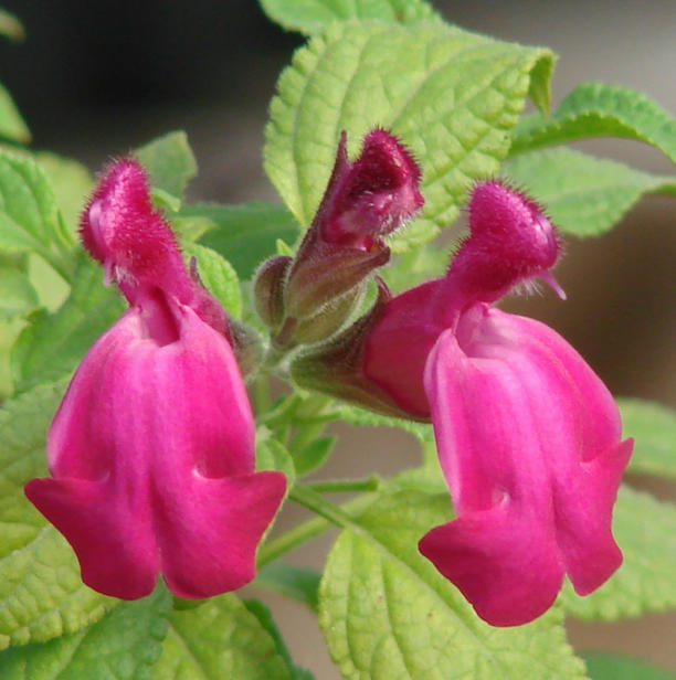 A Love Match: Bees and Salvias